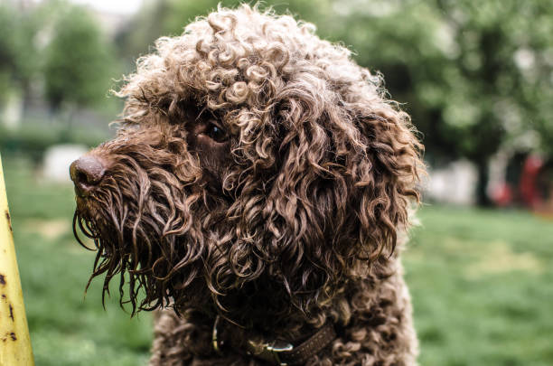 istock A dog in the park 1205602972