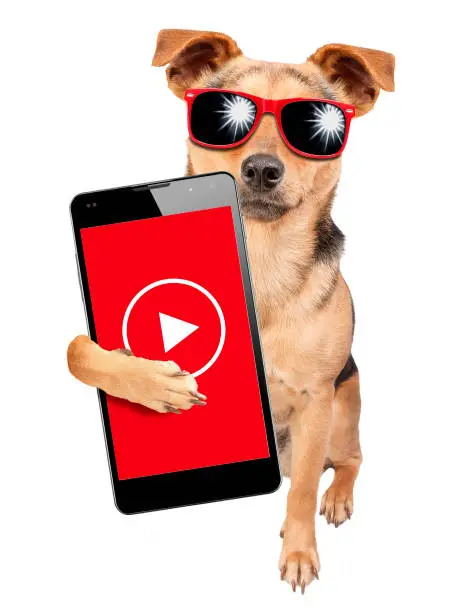 Photo of Funny dog influencer celebrity wearing sunglasses and under money dollars rain video content creator holding mobile phone isolated on white background
