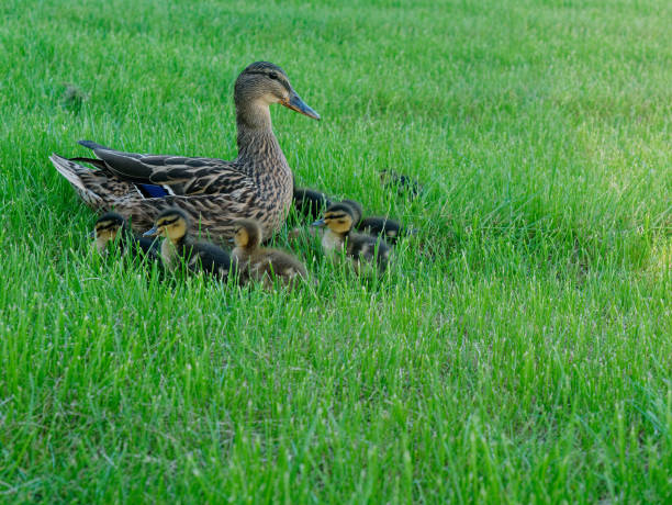 istock mother Duck with her ducklings on the grass 1205603669