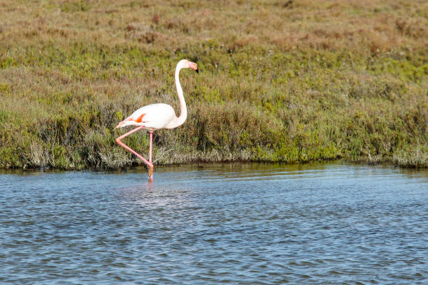 istock Pink flamingo on one leg 1205604715