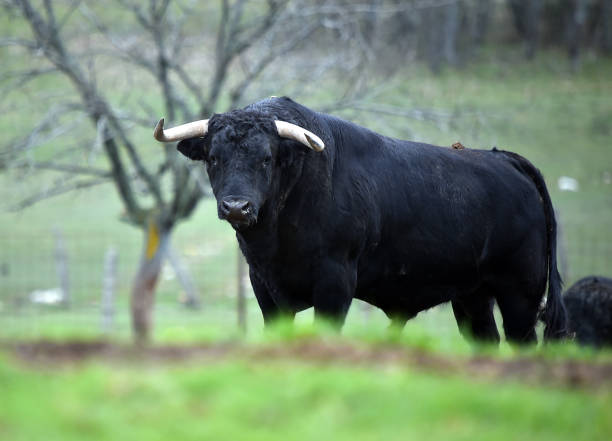 istock bull in the cattle raising 1205607179