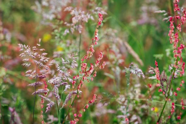 istock Flowering sorrel in the field 1205607339