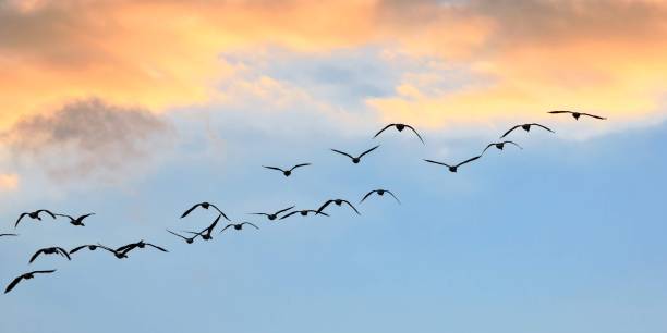 istock A group of gees flying at dusk 1205607354