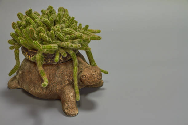 istock An overgrown cactus hanging from a turtle-shaped pot, selective focus 1205607476