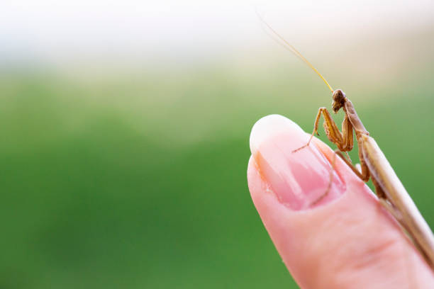 istock Close up shot of a mantis. 1205608861