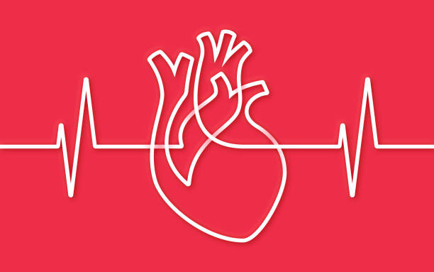 Heart Single Line Pulse Trace Design Human heart shape single line pulse trace heart health shape line design background. cardiac conduction system stock illustrations