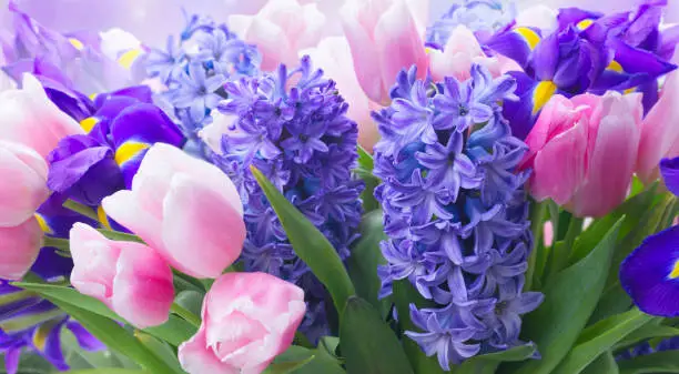 Pink tulips and blue hyacinths flowers close on garden bokeh background