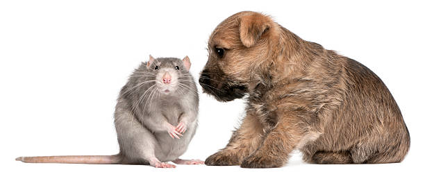 istock Cairn Terrier Puppy, and a rat, white background. 120561222