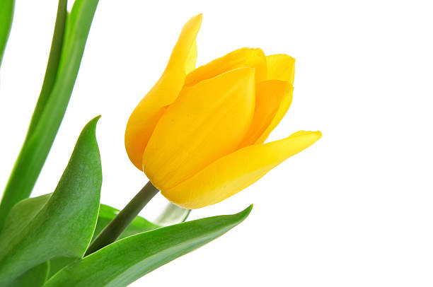 istock yellow tulip flower with green leaves 120561443
