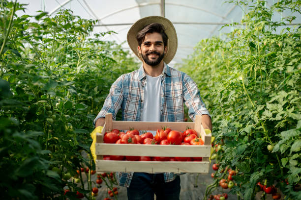 tomate rojo orgánico recién recogido - farmer salad fotografías e imágenes de stock