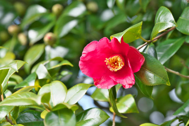 istock Camellia japonica 1205616007