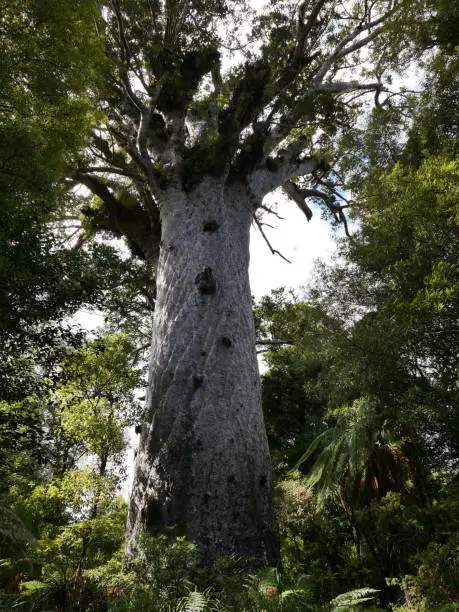 famous old tree Tane Mahuta in Maori language in New Zealand