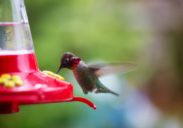 istock Colibri in a Garden 1205616819