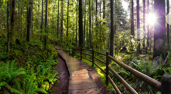 Lynn Canyon Park, North Vancouver, Columbia Británica, Canadá photo