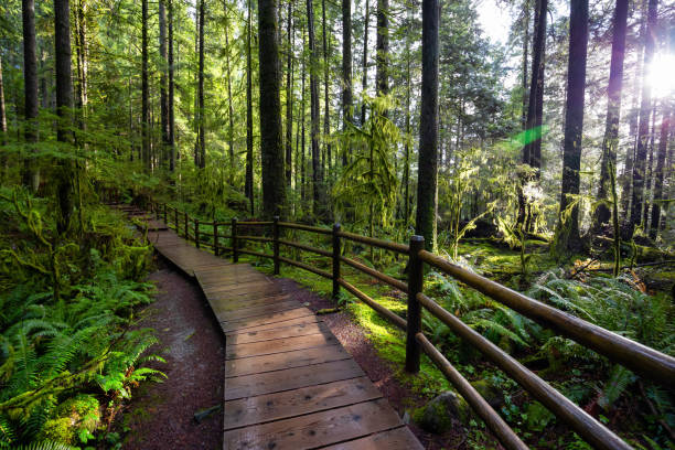 istock Lynn Canyon Park, North Vancouver, British Columbia, Canada 1205616867