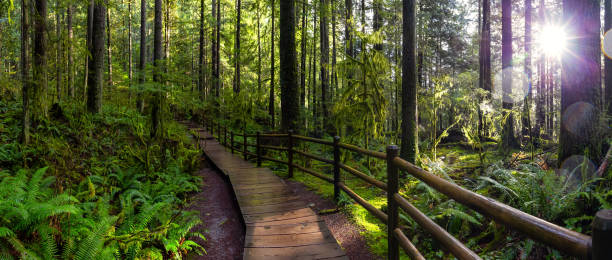 istock Lynn Canyon Park, North Vancouver, British Columbia, Canada 1205616889