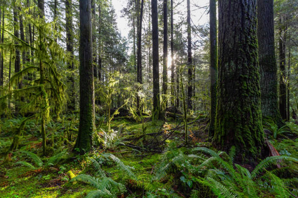 istock Lynn Canyon Park, North Vancouver, British Columbia, Canada 1205616920