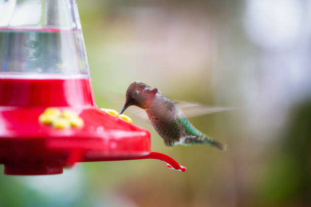 istock Colibri in a Garden 1205616950