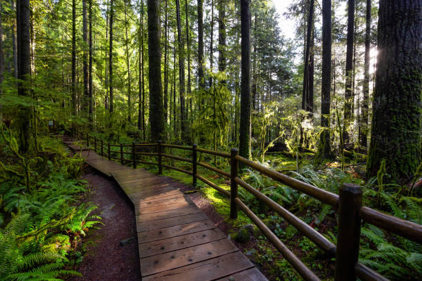 istock Lynn Canyon Park, North Vancouver, British Columbia, Canada 1205616951