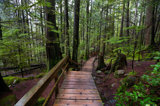 istock Lynn Canyon Park, North Vancouver, British Columbia, Canada 1205616973