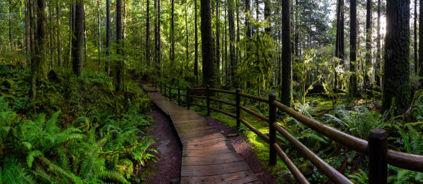 istock Lynn Canyon Park, North Vancouver, British Columbia, Canada 1205616977