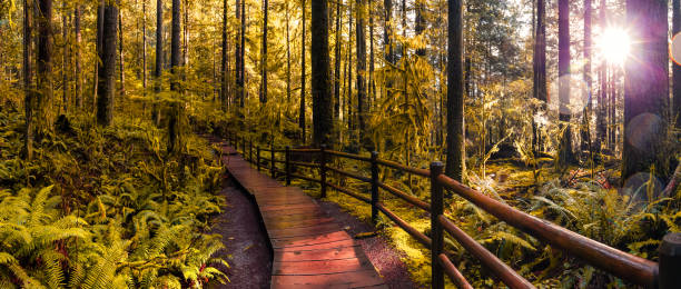 istock Lynn Canyon Park, North Vancouver, British Columbia, Canada 1205616995