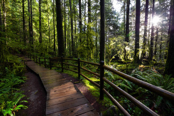 istock Lynn Canyon Park, North Vancouver, British Columbia, Canada 1205616996