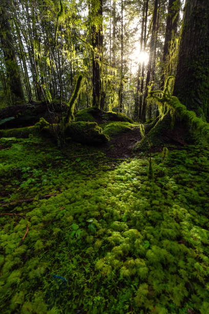 istock Lynn Canyon Park, North Vancouver, British Columbia, Canada 1205617048