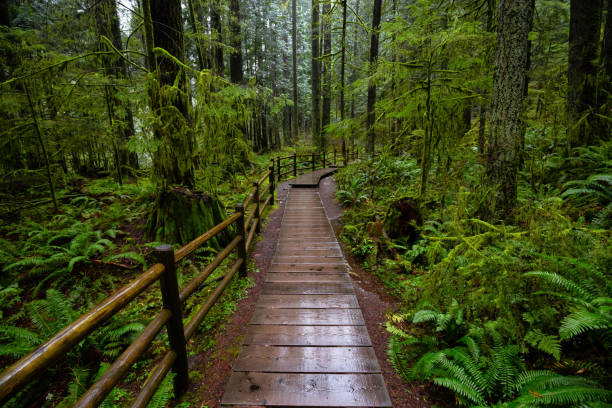 istock Lynn Canyon Park, North Vancouver, British Columbia, Canada 1205617072