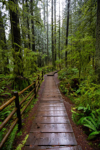 istock Lynn Canyon Park, North Vancouver, British Columbia, Canada 1205617073
