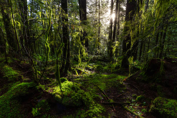 istock Lynn Canyon Park, North Vancouver, British Columbia, Canada 1205617074