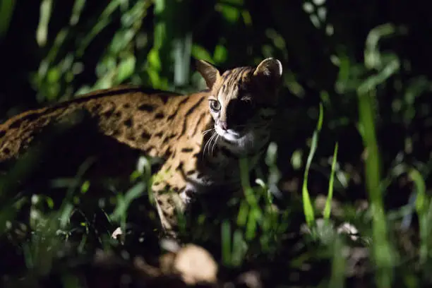 Sunda Leopard Cat at night in Deramakot Forest Reserve