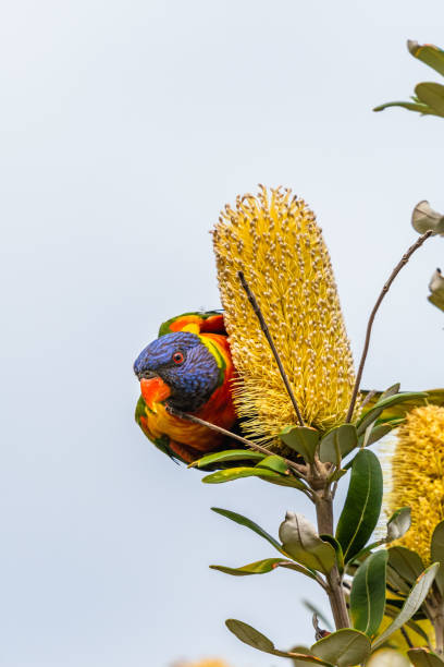istock Isolated rainbow lorikeet seeking nectar on a tree in Sydney 1205619896