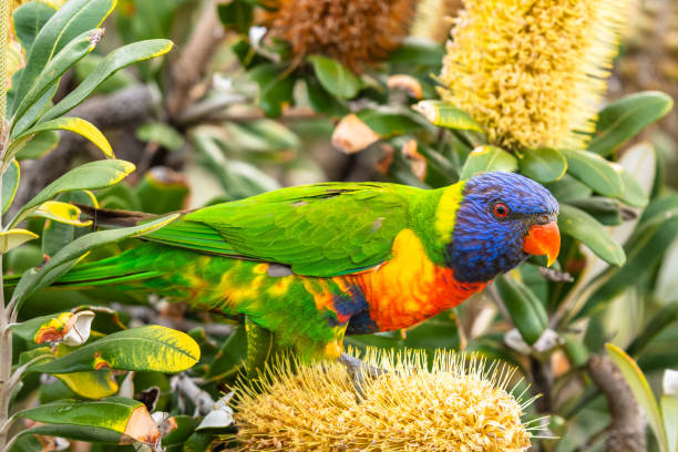 Isolated rainbow lorikeet seeking nectar on a tree in Sydney Close-up of a colourful rainbow lorikeet seeking food on a blossoming tree in Coogee, Sydney rainbow lorikeet photos stock pictures, royalty-free photos & images