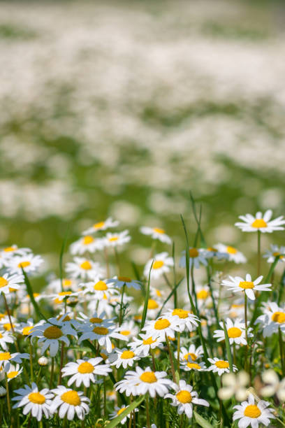 istock Field of dusky dogfennel (Chamaemelum fuscatum) 1205620957