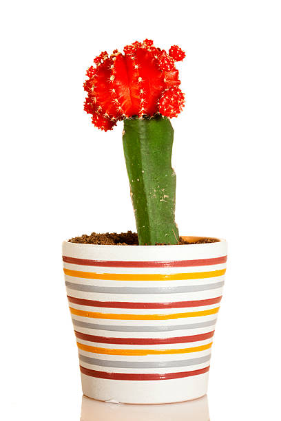 istock Gymnocalycium mihanovichii - variegata 120562478