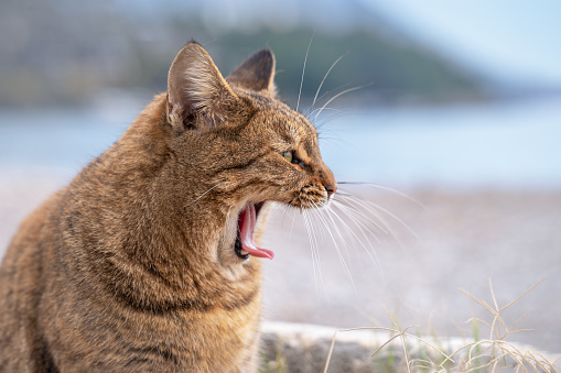 portrait of ginger cat yawning with mouth wide open and shows fangs or scared and screaming