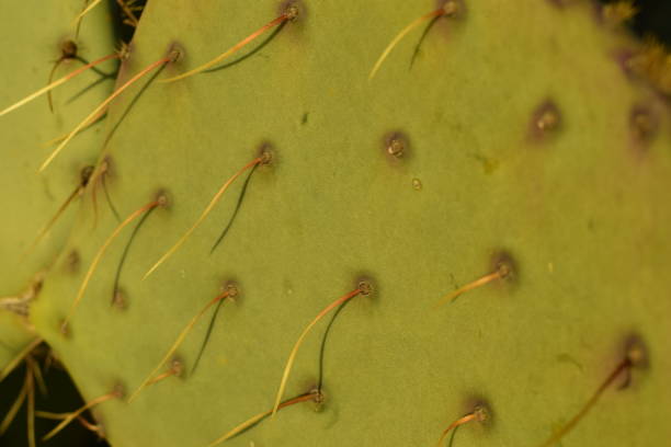 istock Close Up Of Beautiful Cactus Against Morning Sunlight 1205625191