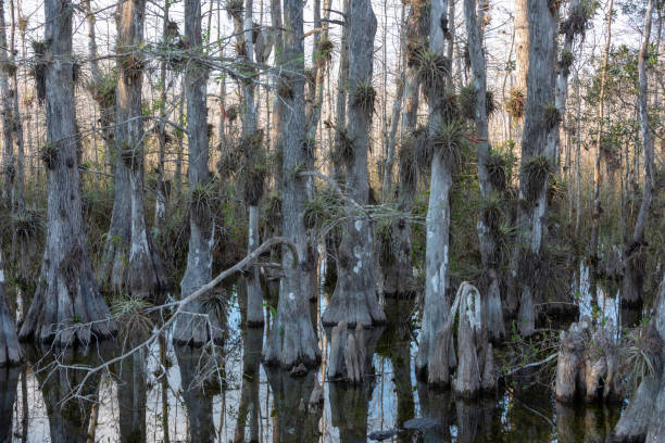 ヒノキ沼のアリゲーター - big cypress swamp ストックフォトと画像
