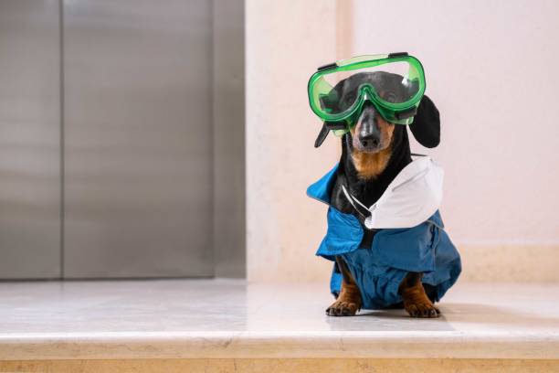 istock puzzled dachshund dog sitting in front of an elevator in bio hazard protective suit with respirator mask.  Novel coronavirus - 2019-nCoV, WUHAN virus concept 1205625241