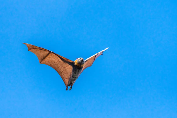 odosobniony nietoperz owocowy, latający lis, na tle błękitnego nieba - bat fruit bat mammal australia zdjęcia i obrazy z banku zdjęć