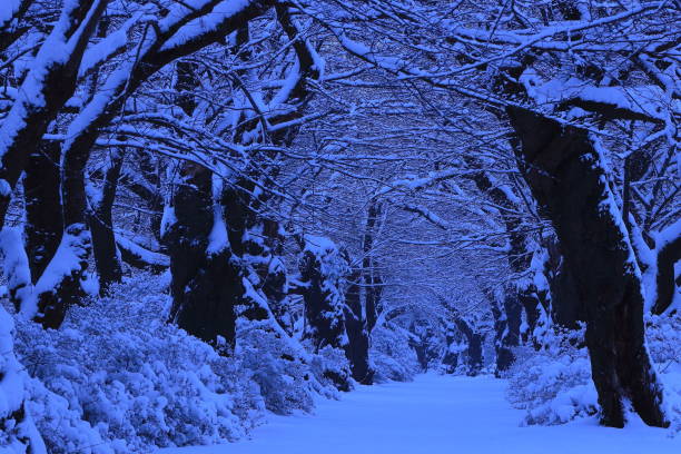 istock Row of cherry trees in winter 1205625399