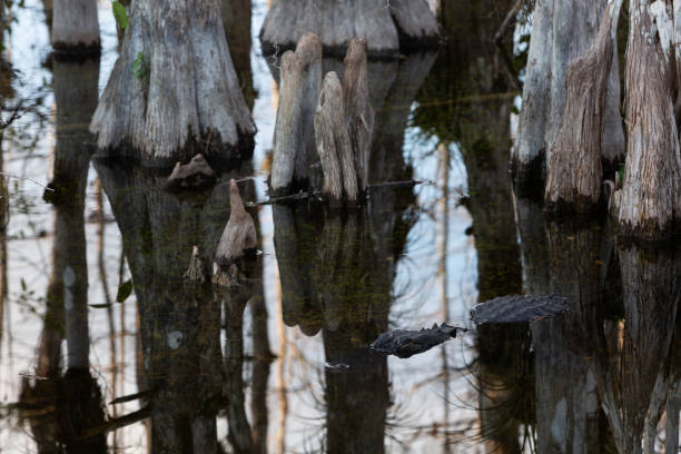 アリゲーターはサイプレス沼に部分的に水没した - big cypress swamp ストックフォトと画像