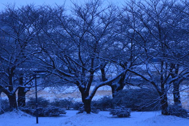 istock Row of cherry trees in winter 1205625414