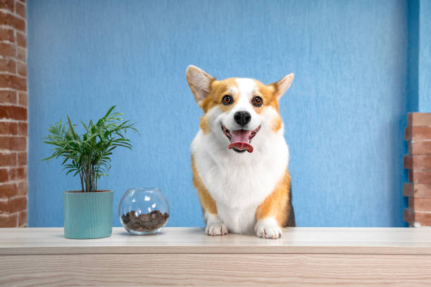 perro lindo de raza corgi pembroke gales se sienta en el escritorio de las sonrisas de recepción a los visitantes - pets table animal cheerful fotografías e imágenes de stock