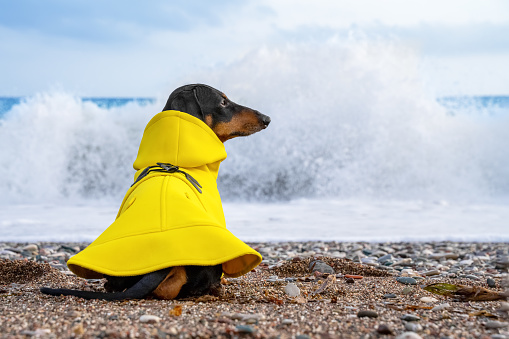 Back view of Dachshund dog in a yellow raincoat sitting on the sandy shore facing to the sea with big waves beats against the shore on a cloudy day, alone, depress, storm on sea. Feeling of freedom.  Power of nature