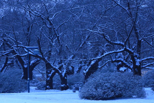 istock Row of cherry trees in winter 1205626047