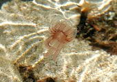 baby-jelly-fische-im-klaren-wasser.jpg?b