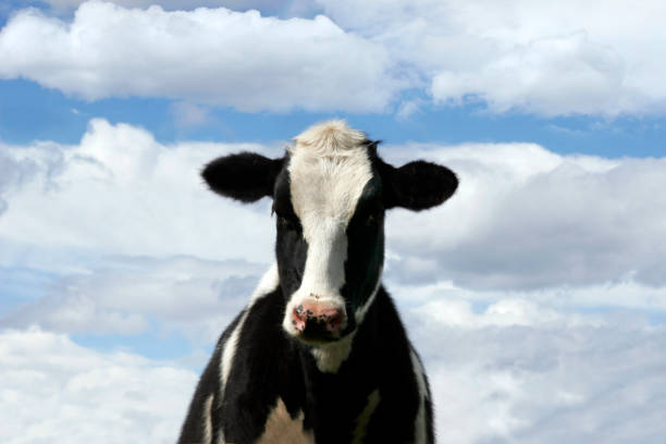 istock Portrait of a Cow 1205627594