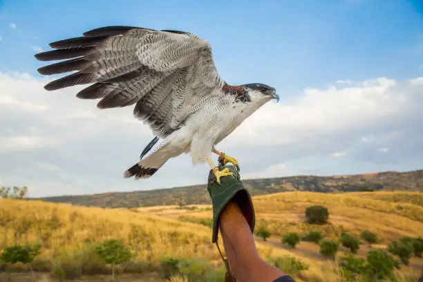 Photo of Portrait of a falcon